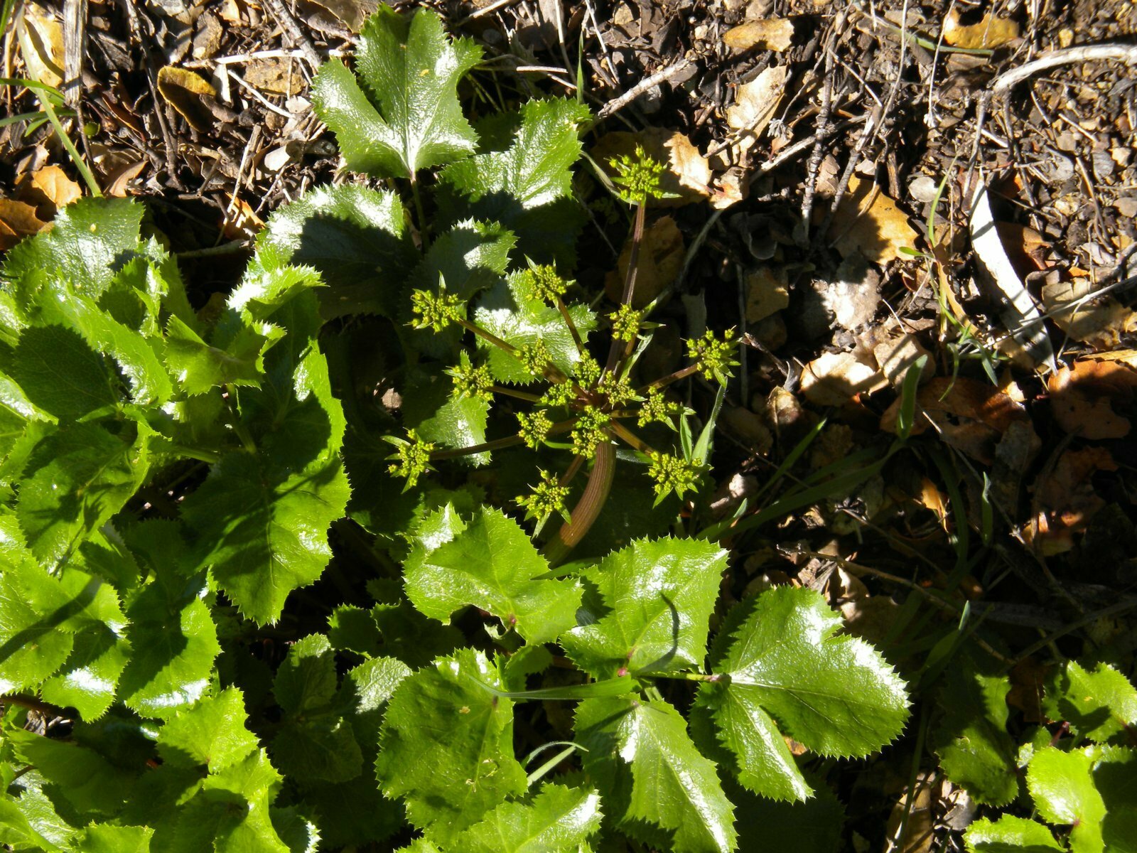 High Resolution Tauschia arguta Leaf